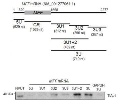 Biotin-pull down assay를 이용하여 TIA-1과 MFF mRNA의 결합 부위 동정