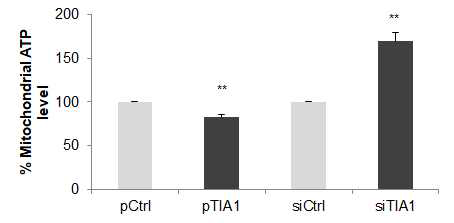 TIA-1 발현차이에 따른 미토콘드리아 ATP 생성 능력 변화