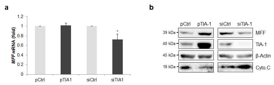 TIA-1의 발현차이에 따른 표적 단백질 발현 변화 검증