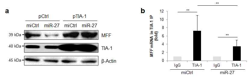 miR-27과 TIA-1의 표적 단백질 발현 경쟁적 조절 작용 검증