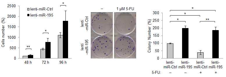 miR-195 클론의 생장속도와 5-FU 항암제 처리에 따른 콜로니형성능 검증