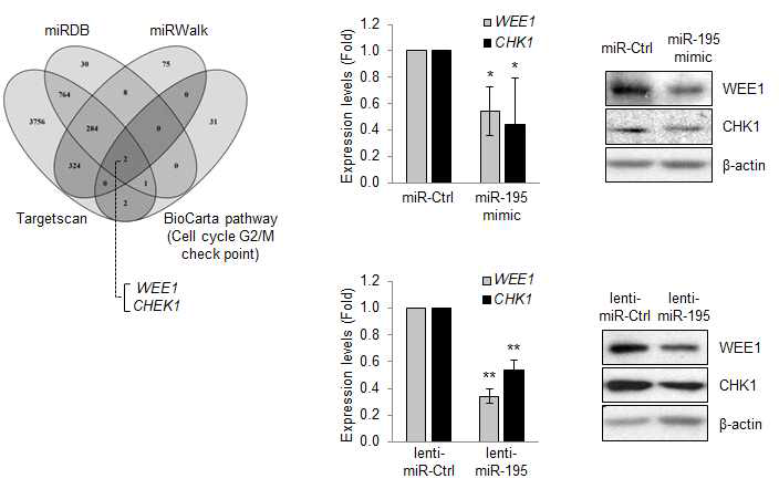 miR-195의 표적 유전자 WEE1, CHK1 mRNA 조절