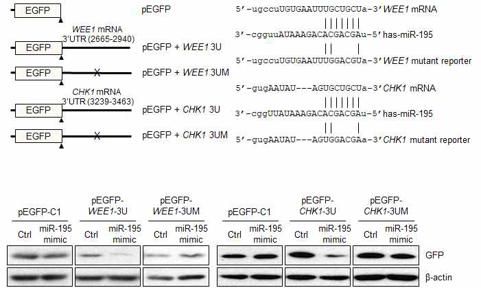 miR-195의 WEE1, CHK1 mRNA 발현 조절 기전