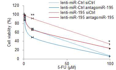 miR-195 클론의 miR-195 발현 억제에 따른 5-FU 감수성 검증