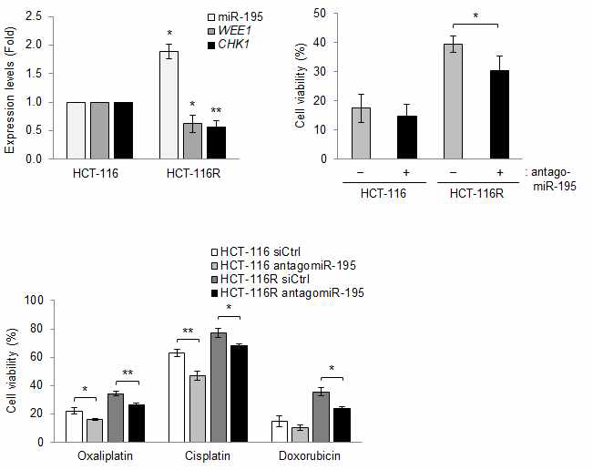 5-FU 저항성 세포주의 miR-195 효과 검증
