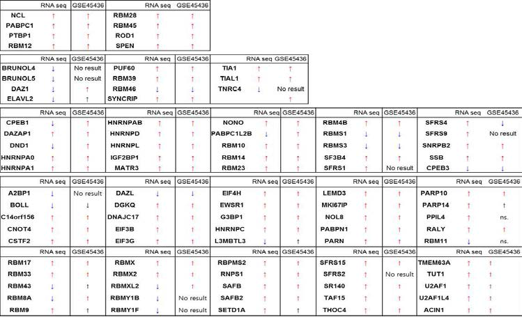 RNA 인식 형태(RNA recognition motif)를 가지고 있는 RNA 결합 단백질 분석결과