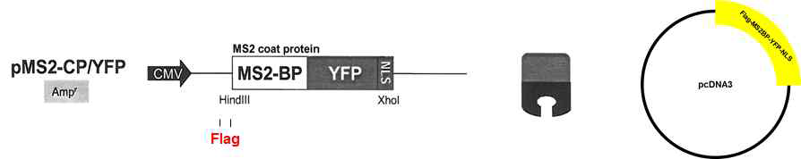 MS2BP 클로닝 벡터 디자인 도식화