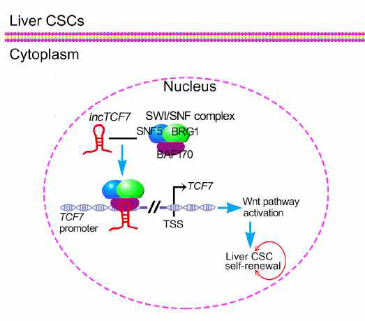 간암내에서의 lncRNA TCF7의 역할