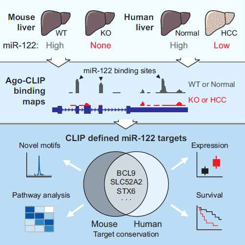 간암특이적 miR-122의 간암내 역할에 대한 연구