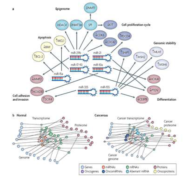 Transcriptome – miRNA network (출처: Nat. Rev. Drug. Dis, 2010)