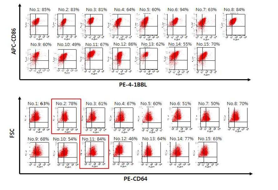 CD64, CD86, 4-1BBL 발현 K562 세포의 최종 선별 (flow cytometry)