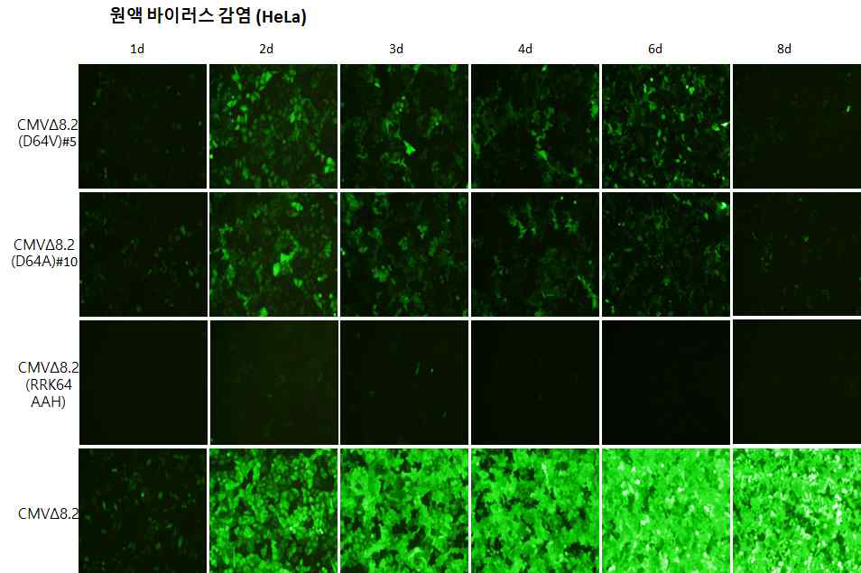 비삽입 바이러스의 감염능 확인(원액 바이러스)