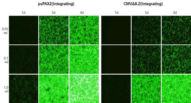 psPAX2와 CMV△8.2 삽입 바이러스 합성 및 감염능 비교