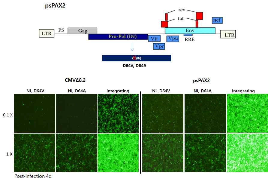 psPAX2와 CMV△8.2의 비삽입바이러스 합성 및 감염능 비교