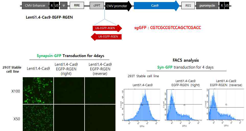 Cas9/EGFP-RGEN 감염 후 sgGFP 세포내 유효성 확인