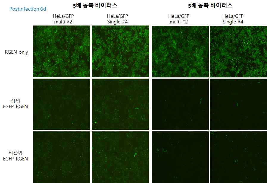 HeLa/GFP 단일 세포에서 삽입/비삽입 EGFP-RGEN-Cas9 유효성 확인