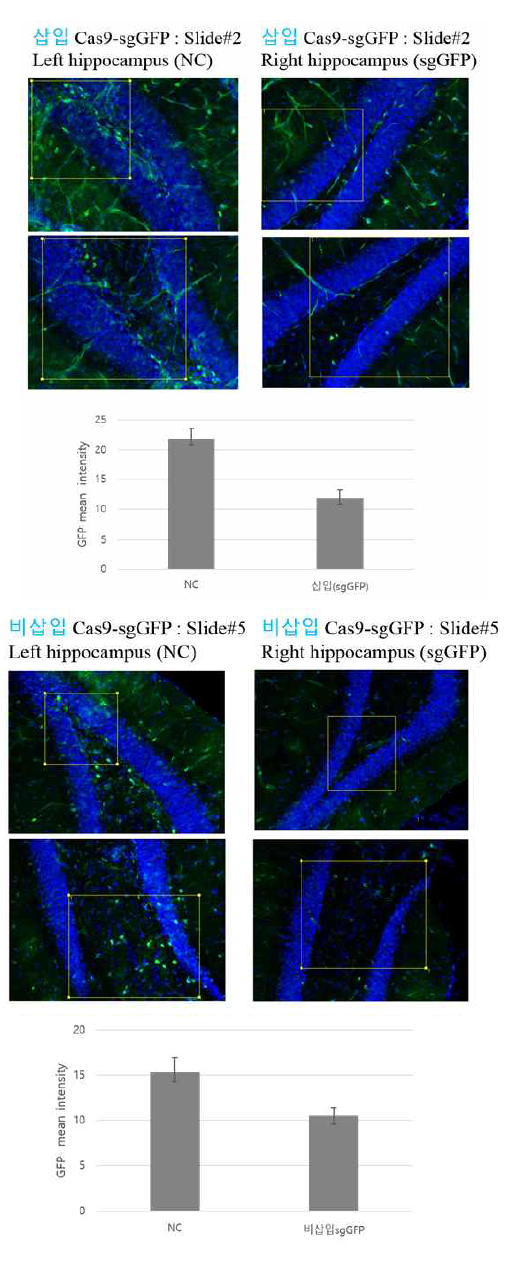 Confocal microscopy를 활용한 GFP mean intensity 측정 및 in vivo 게놈편집 효율성 측정 (삽입 sgGFP 0.0053<P, 비삽입 sgGFP 0.02<P)