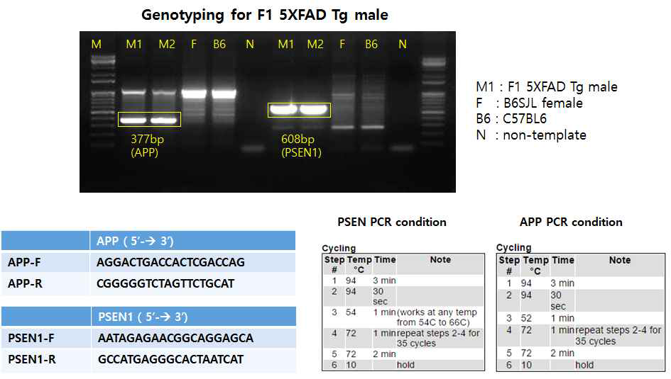 5XFAD mouse model 확인을 위한 프라이머 및 PCR 조건