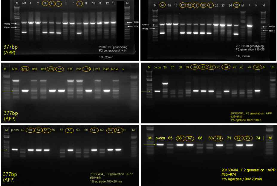 5XFAD F2 mouse 확인을 위한 APP PCR