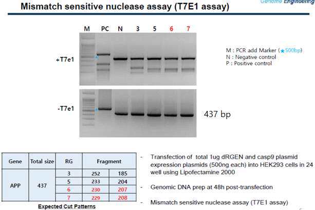 T7E1 assay(mismatch sensitive nuclease assay)