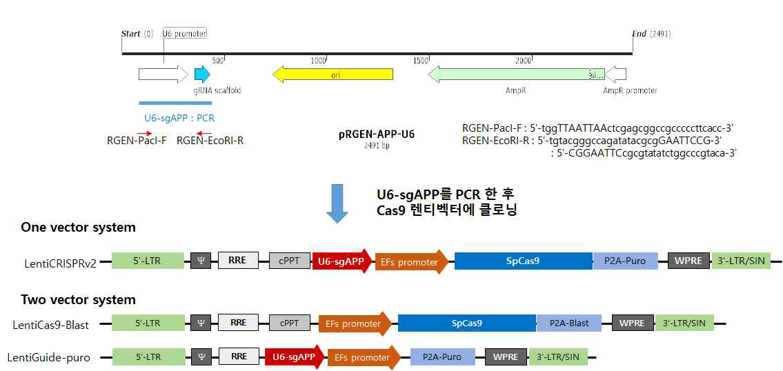 Cas9-APP(Ab) RGEN-렌티벡터 구축