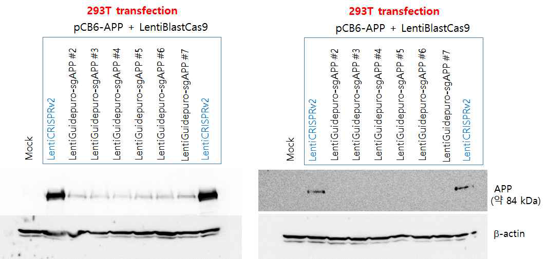 Cas9-Ab RGEN-렌티벡터(two vector system)의 세포 내 유효성확인