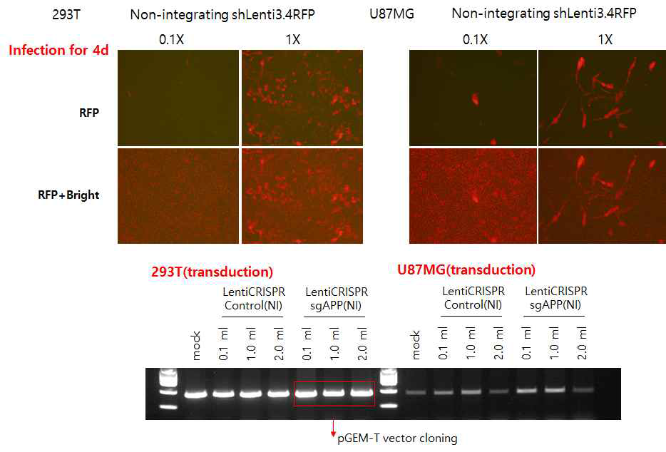 비삽입형 LentiCRISPR-sgAPP 감염 및 지노믹디엔에이 PCR