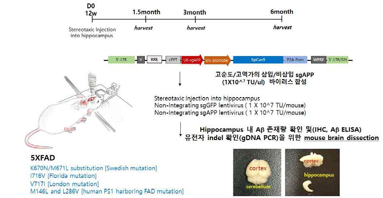 Bilateral stereotaxic injection of non-integrating sgAPP lentivector