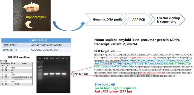 Genomic DNA isolation and APP PCR from mouse Hippocampus