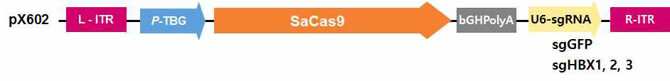 Map of pX602 AAV vector containing sgRNA