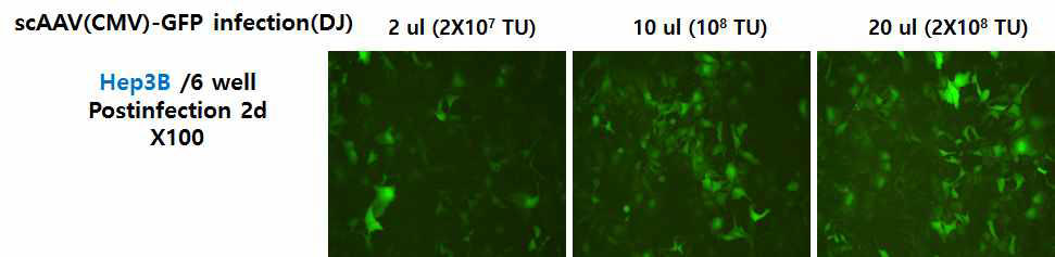 Hep3B에 AAV 바이러스 감염율 조사