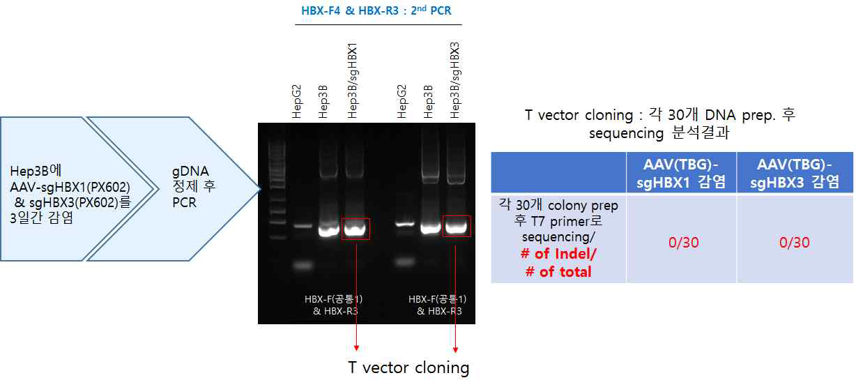 Hep3B에 pX602-sgHBX 감염 후 Indel 분석