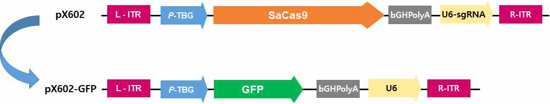 Construction of pX602-GFP