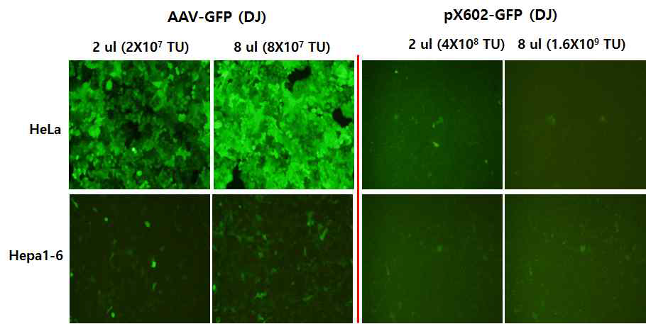 Transduction of pX602-GFP into HeLa and Hepa1-6