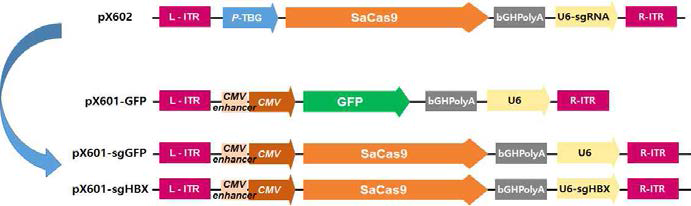 Construction of pX601-GFP and pX601-sgRNA(GFP, HBX)