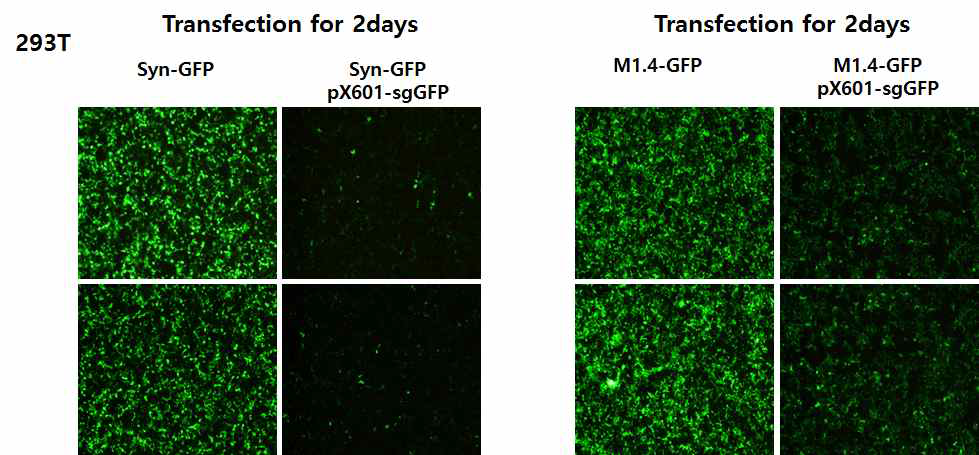 Reduction of GFP expression by pX601-sgGFP