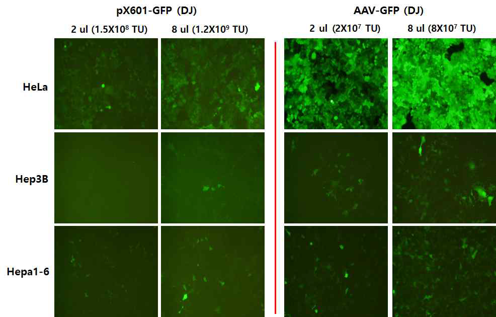 Transduction of pX601-GFP into HeLa, Hepa1-6 and Hep3B