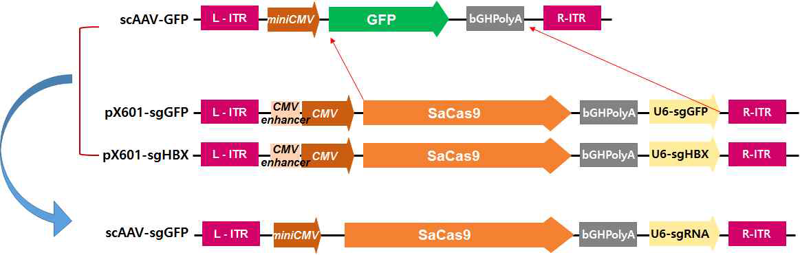 Construction of scAAV-sgRNA(GFP, HBX)