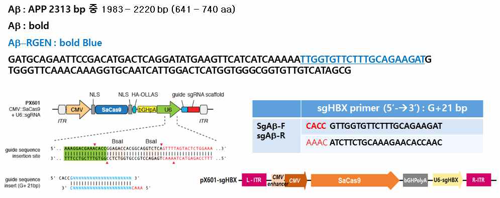 pX601-sgAb 벡터 구축