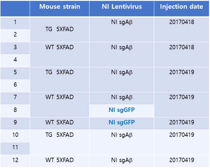 5xFAD 치매동물 마우스에 비삽입 sgAb 렌티바이러스 주사