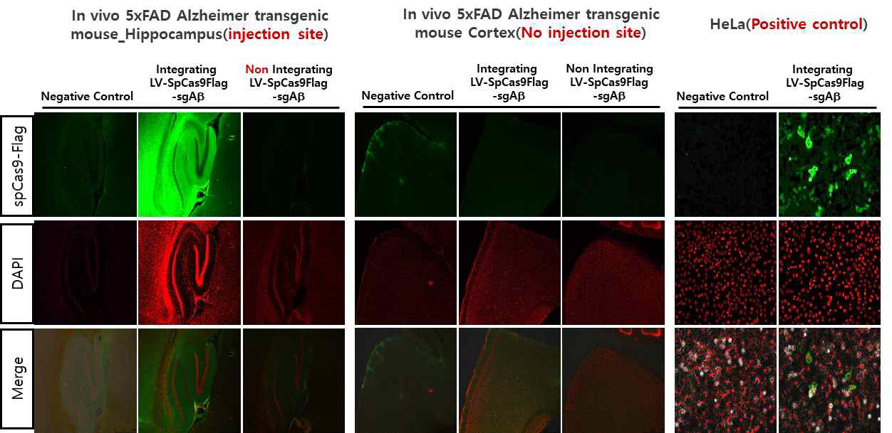 삽입/비삽입 sgAb 렌티바이러스 주사 후 SpCas9 발현 확인(IHC)