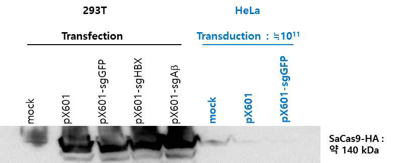 AAV-SaCas9HA 발현 확인(in vitro)