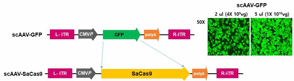scAAV-SaCas9 벡터구축