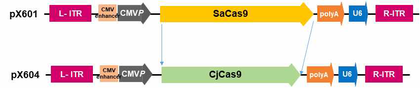 px604(CjCas9) AAV 벡터 구축