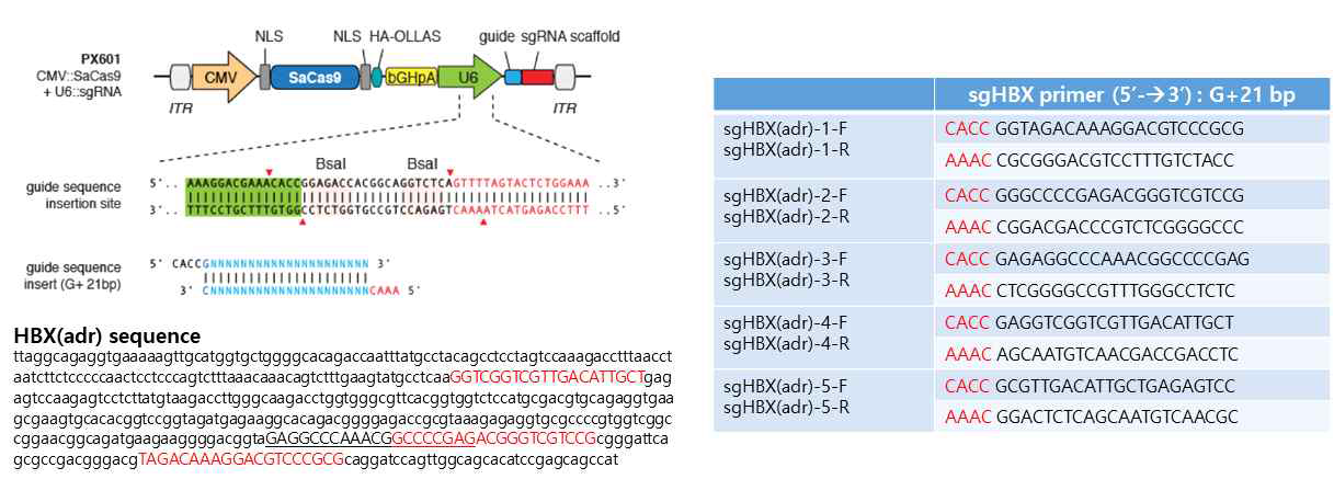 HBX(adr)의 sgRNA seqeunce 탐색