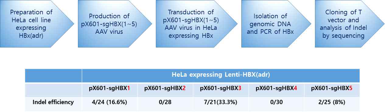 pX601-sgHBX 벡터 구축