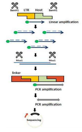레트로바이러스-숙주세포 유전체 Junction cloning 과정 개략도