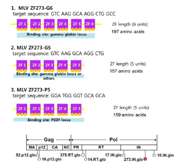 MLV Integrase 내부 (마지막 그림 상 붉은 Pin으로 표시된 위치)에 도입된 Zinc finger complex의 구조, 크기 및 Target sequence