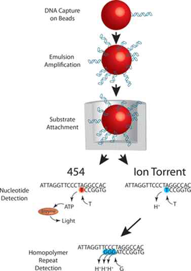 Ion Torrent 기반 NGS 개략도