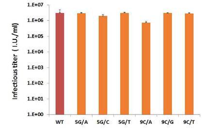 PBS 점돌연변이 벡터의 Infectious titer 분석